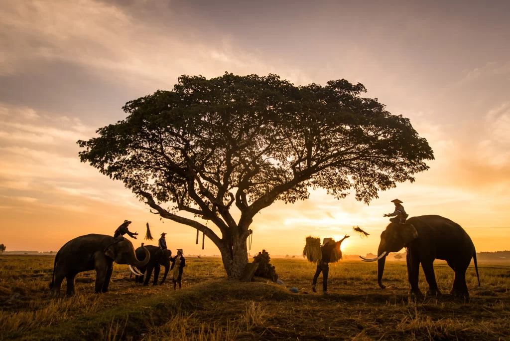 Sri Lanka holiday packages